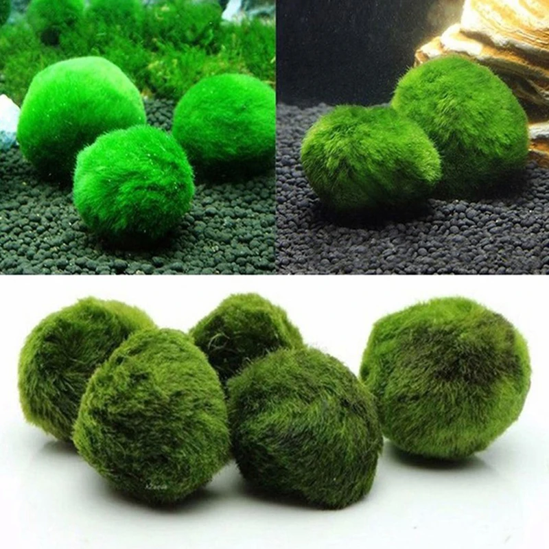 Terrarium Moss Art - 1개 3-4cm 이끼 공 생물 수족관