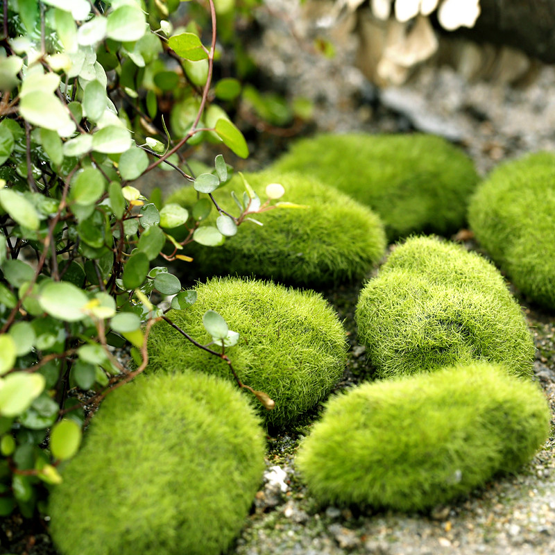 Terrarium Moss Art - 녹색 인공 잔디 거품苔 식물 마이크로
