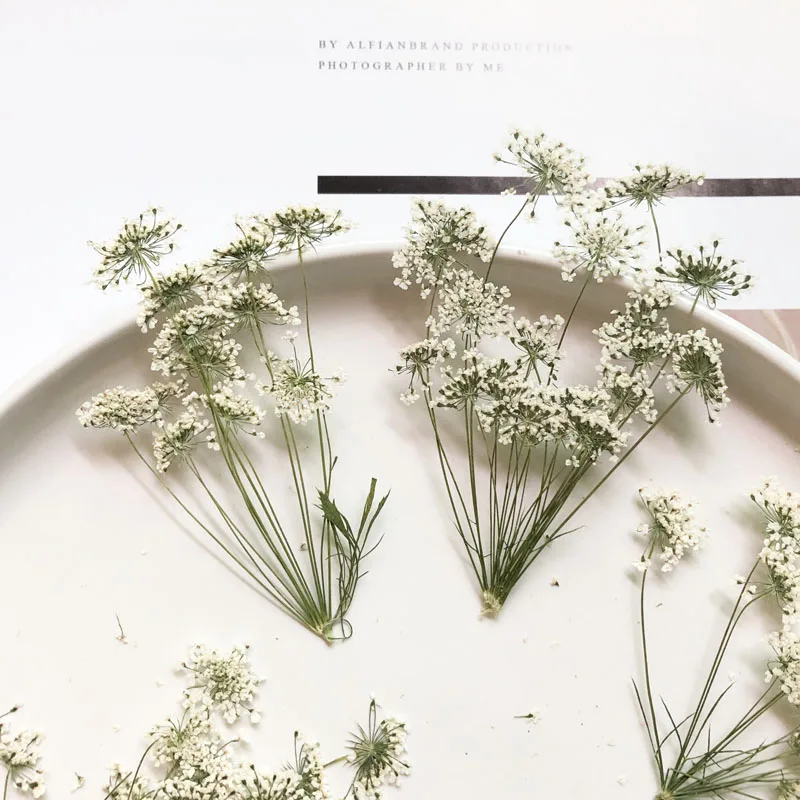 Dried Flower Bulk - 5-7cm/12pcs, 지점이있는 눈 작은 꽃, 말린