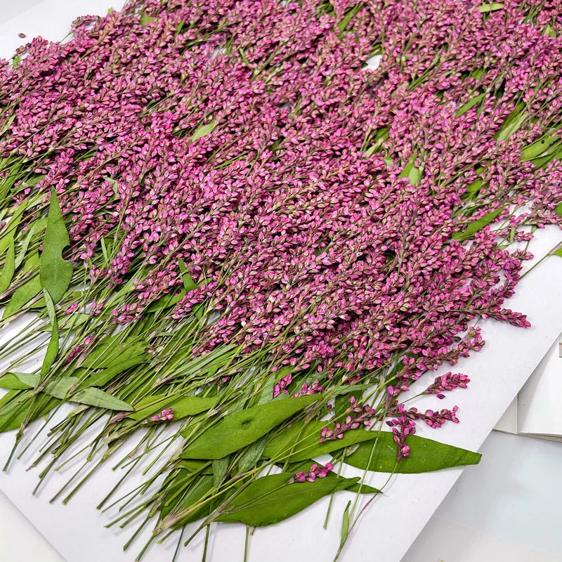 Dried Flower Bulk - 120개, 5-8cm, 도매 자연 압화 미니