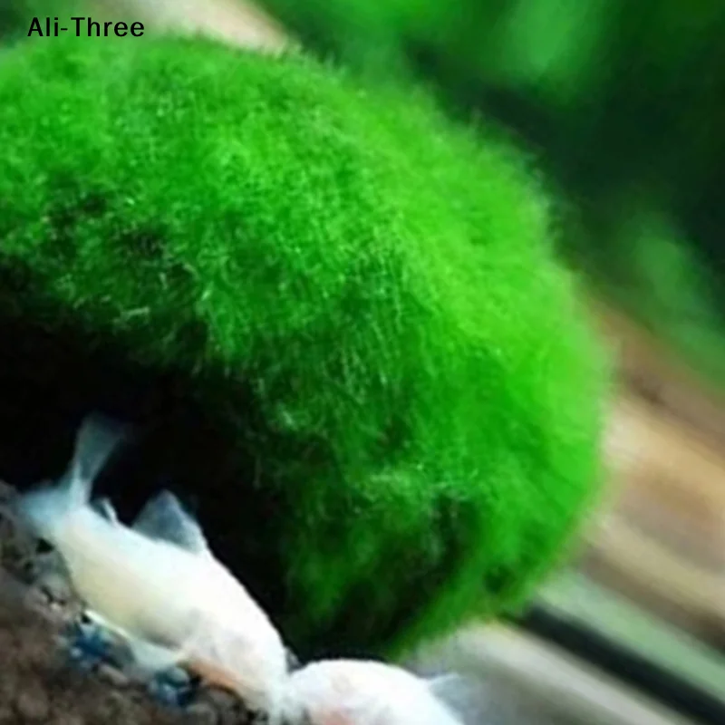 1개 3-4cm 이끼 공 생물 수족관 식물 조류 물고기 - Terrarium Moss Art 리뷰 및 가격