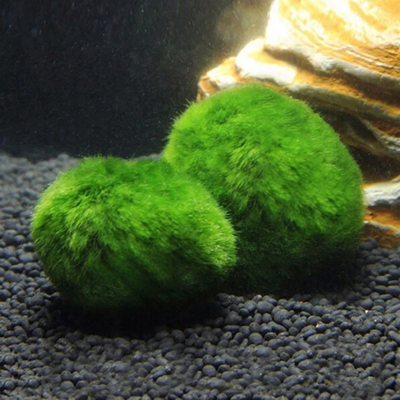 1개 3-4cm 이끼 공 생물 수족관 식물 조류 물고기 - Terrarium Moss Art 리뷰 및 가격