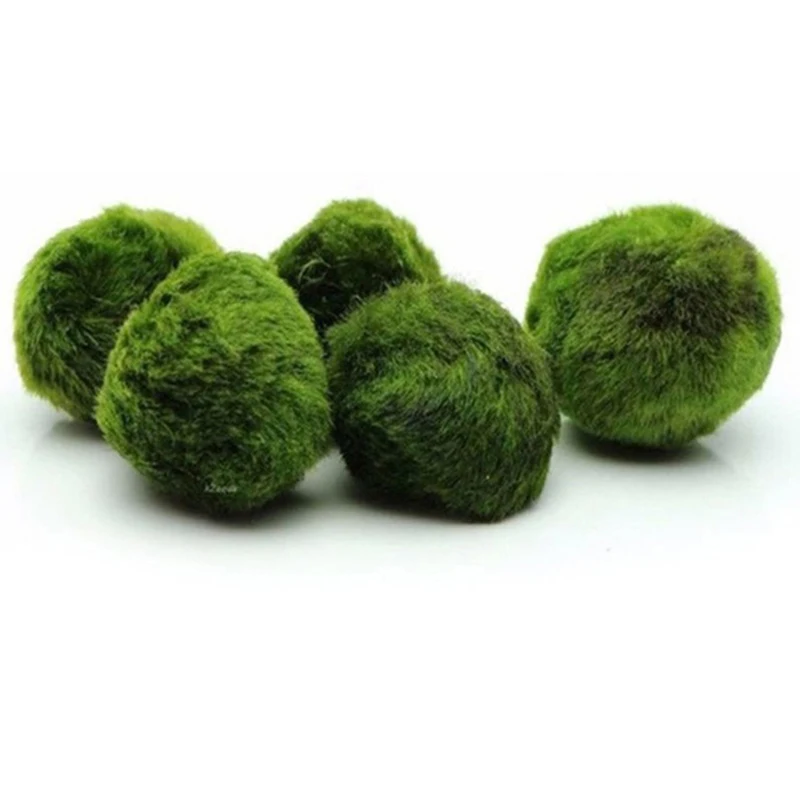 1개 3-4cm 이끼 공 생물 수족관 식물 조류 물고기 - Terrarium Moss Art 리뷰 및 가격