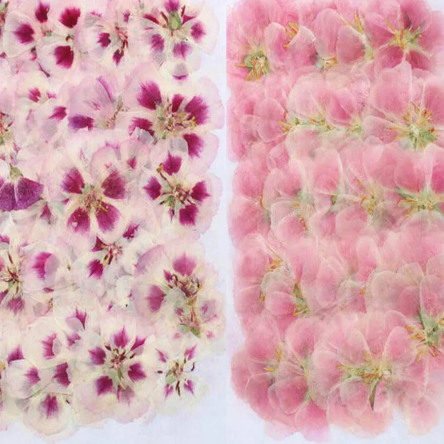 60 개 4-7cm 프레스 말린 고데시아 꽃 식물 식물 - Dried Flower Bulk 리뷰 및 가격