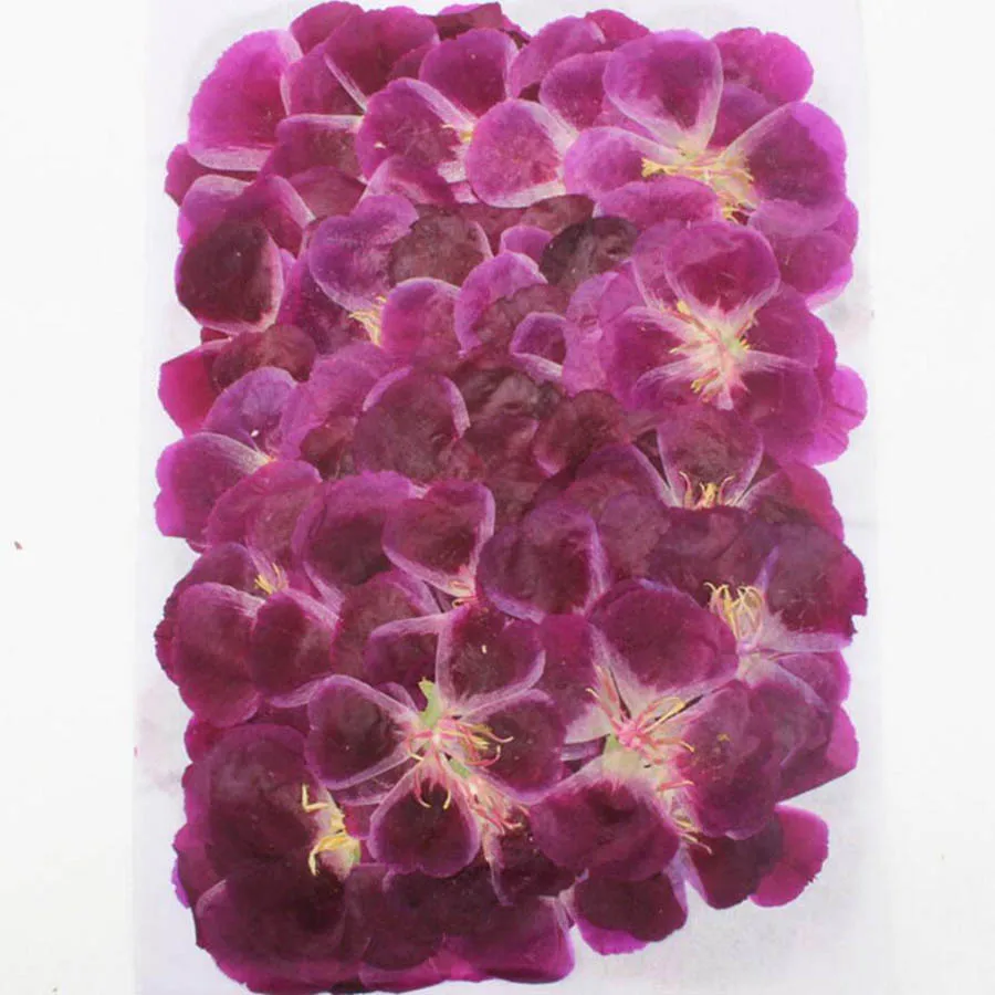 60 개 4-7cm 프레스 말린 고데시아 꽃 식물 식물 - Dried Flower Bulk 리뷰 및 가격
