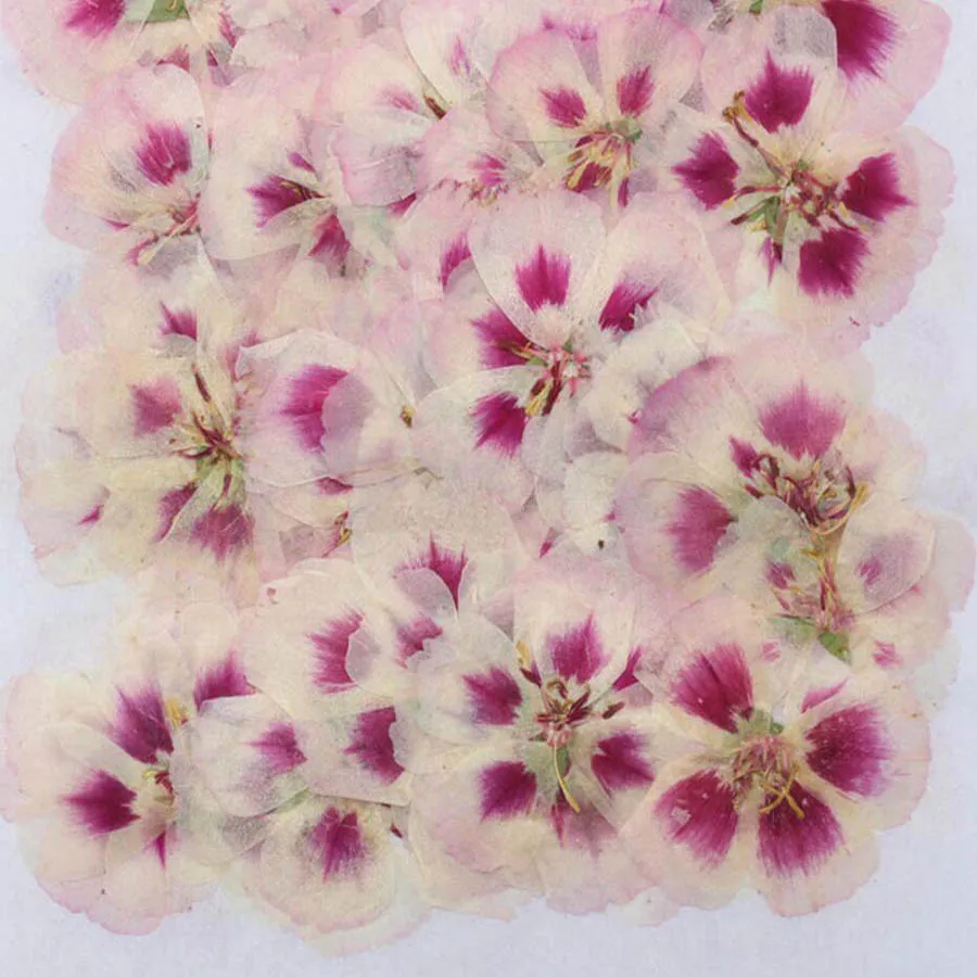 60 개 4-7cm 프레스 말린 고데시아 꽃 식물 식물 - Dried Flower Bulk 리뷰 및 가격