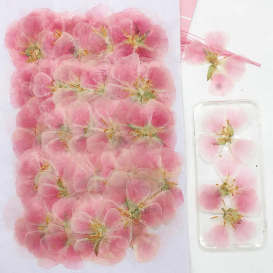 60 개 4-7cm 프레스 말린 고데시아 꽃 식물 식물 - Dried Flower Bulk 리뷰 및 가격