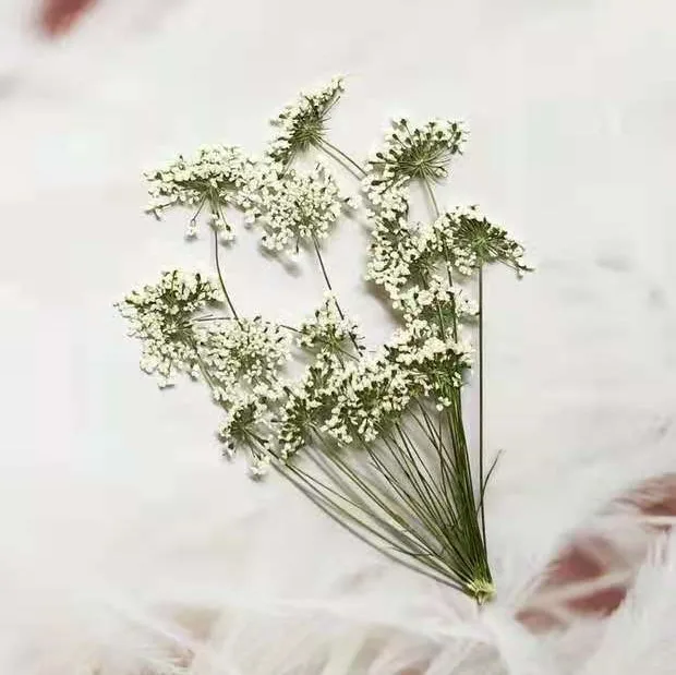 5-7cm/12pcs, 지점이있는 눈 작은 꽃, 말린  - Dried Flower Bulk 리뷰 및 가격