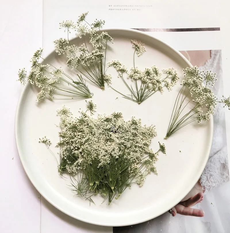 5-7cm/12pcs, 지점이있는 눈 작은 꽃, 말린  - Dried Flower Bulk 리뷰 및 가격