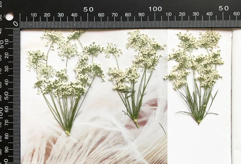 5-7cm/12pcs, 지점이있는 눈 작은 꽃, 말린  - Dried Flower Bulk 리뷰 및 가격