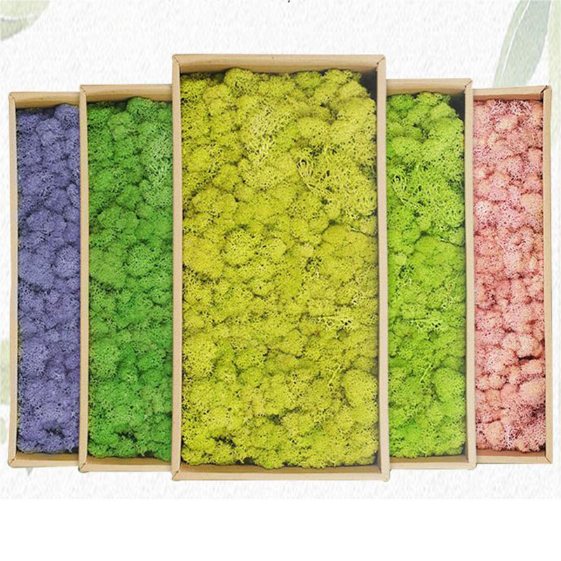 20g 인공 녹색 이끼 식물 영원한 생명 잔디 미니 풍 - Terrarium Moss Art 리뷰 및 가격