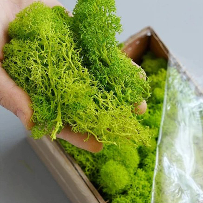 20g 인공 녹색 이끼 식물 영원한 생명 잔디 미니 풍 - Terrarium Moss Art 리뷰 및 가격