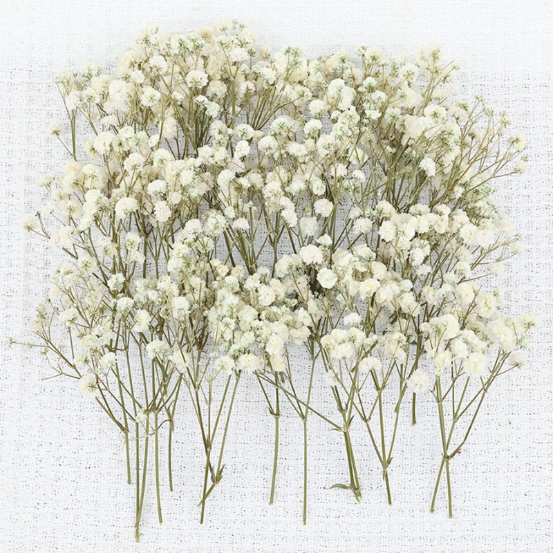 50개 천연 건조 안개꽃(자이프로필라), DIY, 카드 - Dried Flower Bulk 리뷰 및 가격