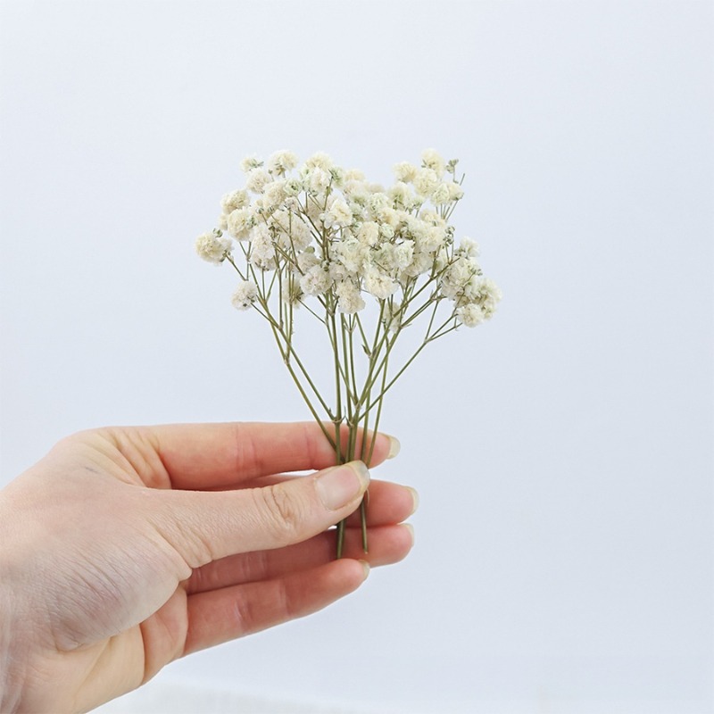 50개 천연 건조 안개꽃(자이프로필라), DIY, 카드 - Dried Flower Bulk 리뷰 및 가격