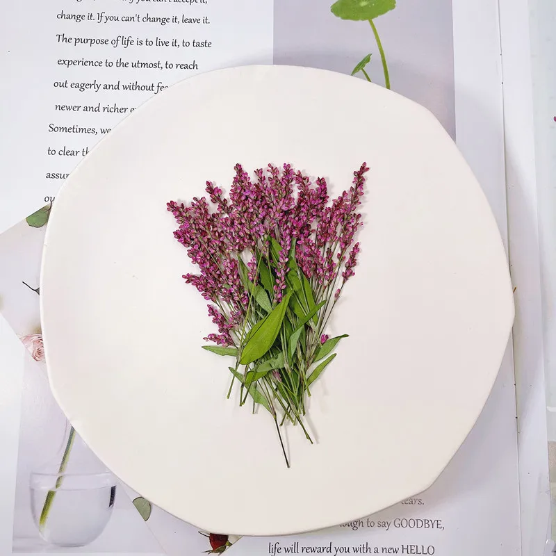 120개, 5-8cm, 도매 자연 압화 미니 가지, D - Dried Flower Bulk 리뷰 및 가격