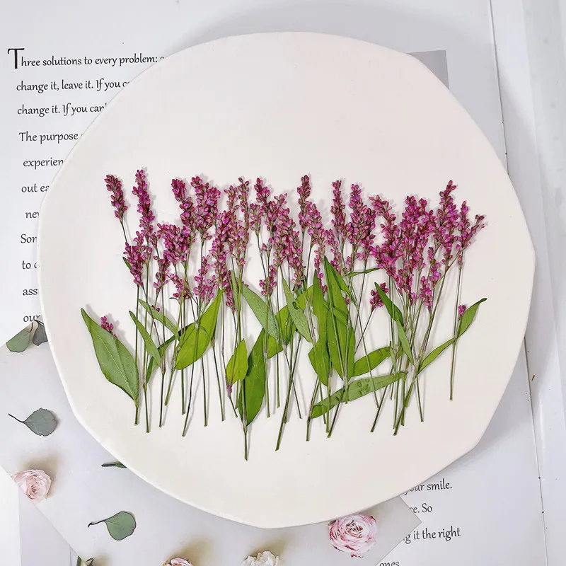 120개, 5-8cm, 도매 자연 압화 미니 가지, D - Dried Flower Bulk 리뷰 및 가격
