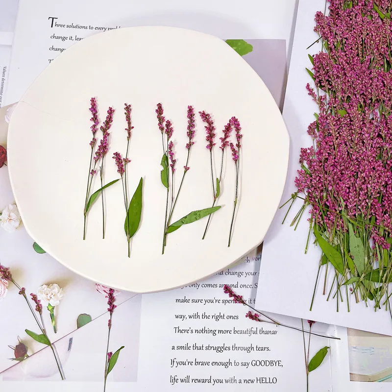 120개, 5-8cm, 도매 자연 압화 미니 가지, D - Dried Flower Bulk 리뷰 및 가격