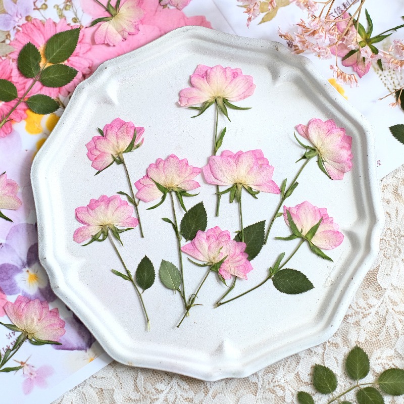 12개, 휴대폰 케이스 DIY용 진짜 건조 압축 꽃,  - Flower Preservation Resin 리뷰 및 가격