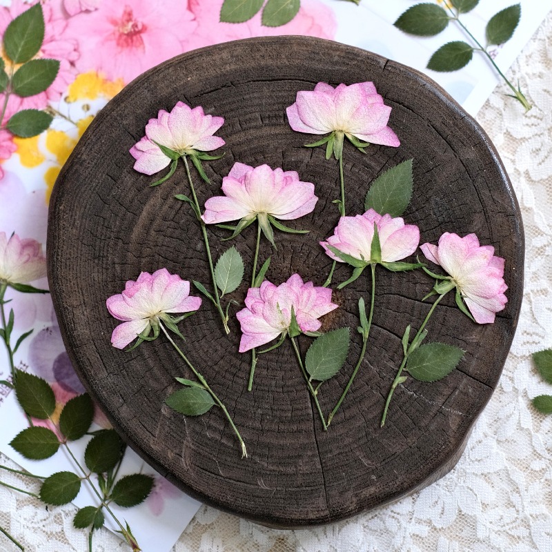 12개, 휴대폰 케이스 DIY용 진짜 건조 압축 꽃,  - Flower Preservation Resin 리뷰 및 가격