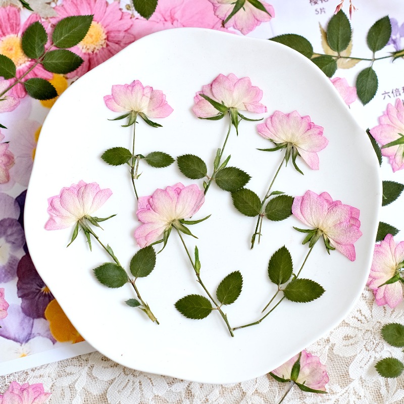 12개, 휴대폰 케이스 DIY용 진짜 건조 압축 꽃,  - Flower Preservation Resin 리뷰 및 가격