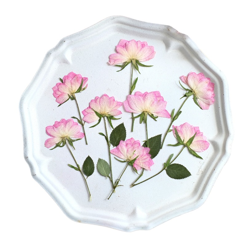 12개, 휴대폰 케이스 DIY용 진짜 건조 압축 꽃,  - Flower Preservation Resin 리뷰 및 가격