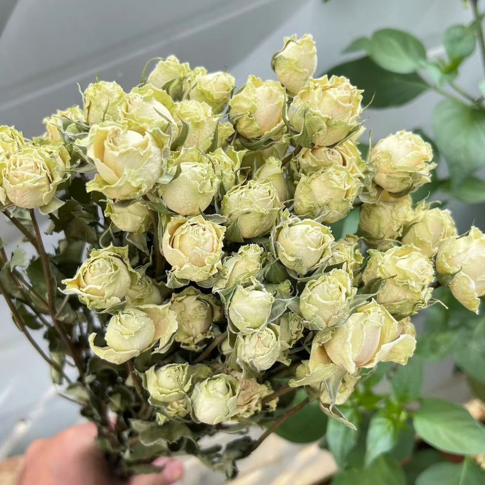 자연 건조된 장미 꽃다발, 버블 장미, 실제 식물, 보 - Flower Preservation Resin 리뷰 및 가격